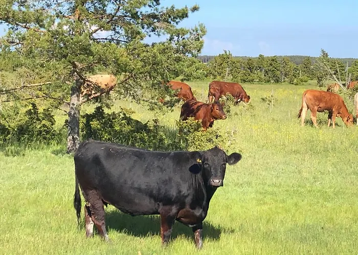 Domek alpejski Juniper House In Kassari With Sauna